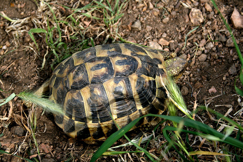 Ambiente: nonostante il disastro per la tartaruga di Hermann, il cantiere di Grosseto Prugna può ripartire